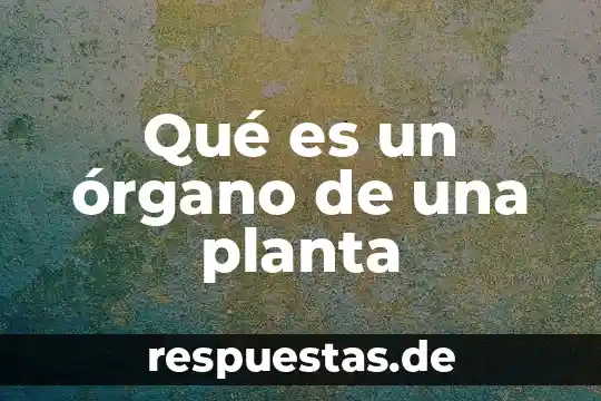 Que es una planta fisica 3 Qué es un órgano de una planta