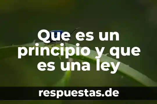 Que es el principio por persona 8 Que es un principio y que es una ley