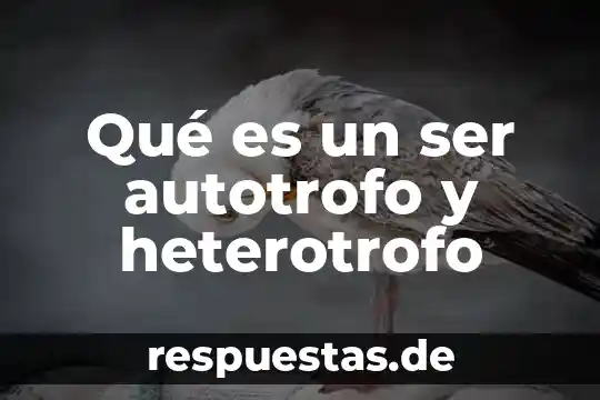 Que es ser un buen lider en el trabajo 5 Qué es un ser autotrofo y heterotrofo