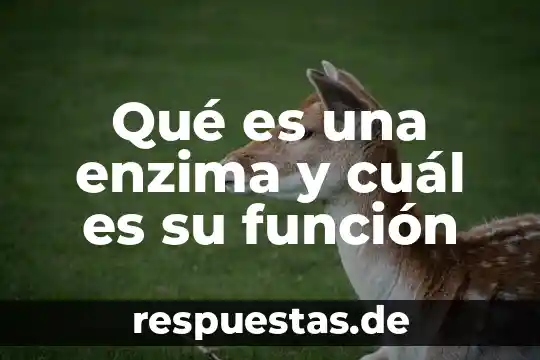 Qué es el producto enzima 6 Qué es una enzima y cuál es su función