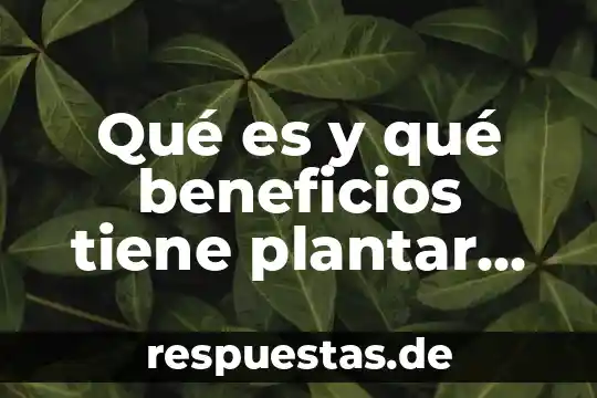 Qué es y qué beneficios tiene plantar árboles