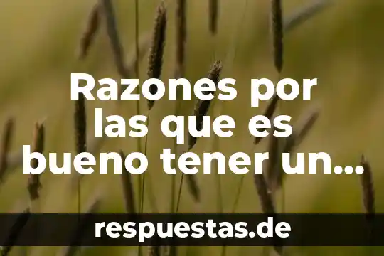 Razones por las que es bueno tener un gato