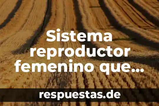 Sistema reproductor que es 3 Sistema reproductor femenino que es