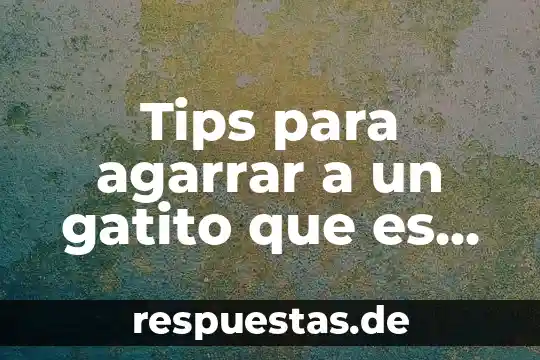 Que es ser muy reservado 5 Tips para agarrar a un gatito que es muy agresivo
